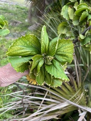 Acalypha wilkesiana