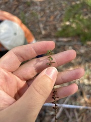 Phyllanthus hirtellus