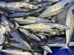 Scomberomorus maculatus