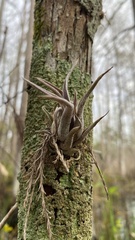 Tillandsia paucifolia