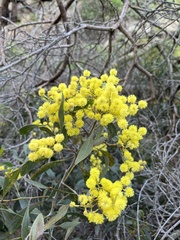 Acacia pycnantha