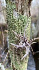 Tillandsia paucifolia