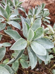Lupinus westianus