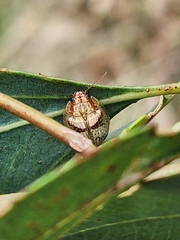 Paropsisterna m-fuscum