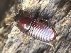 Uloma imberbis