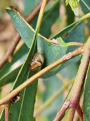 Paropsisterna m-fuscum