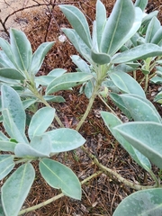Lupinus westianus