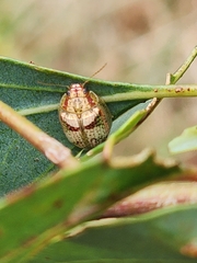 Paropsisterna m-fuscum