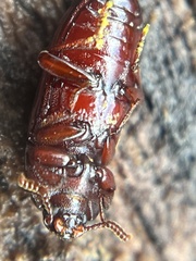 Uloma imberbis