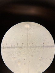 Aleurodiscus grantii