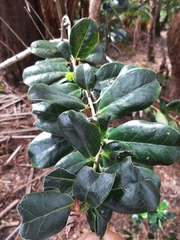 Ilex anomala