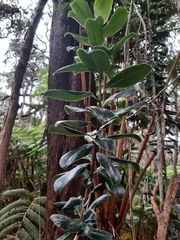 Ilex anomala