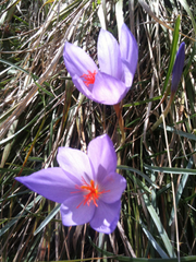 Crocus ligusticus