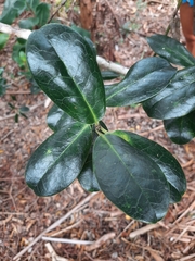 Ilex anomala