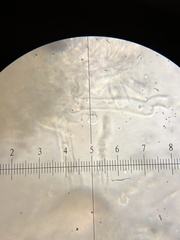 Aleurodiscus grantii