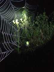 Araneus uniformis