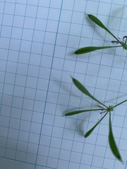 Osmorhiza longistylis