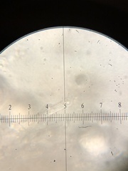 Aleurodiscus grantii