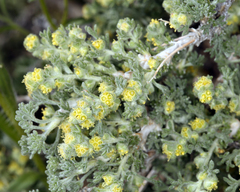 Artemisia spinescens