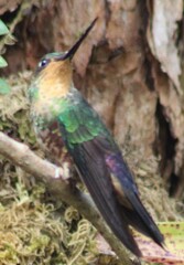 Coeligena helianthea