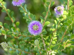 Melaleuca nesophila