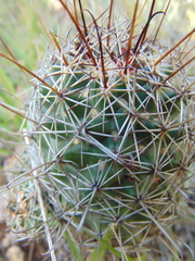 Coryphantha clavata stipitata
