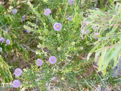 Melaleuca nesophila