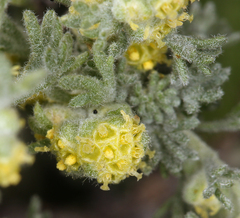 Artemisia spinescens