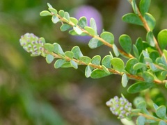 Melaleuca nesophila