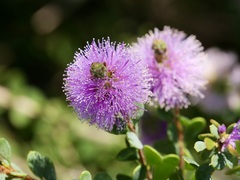 Melaleuca nesophila