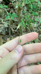 Festuca subverticillata