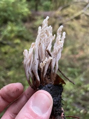 Clavulina castaneipes
