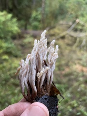 Clavulina castaneipes