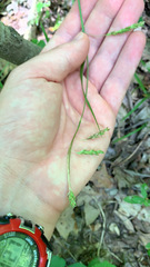 Carex oxylepis