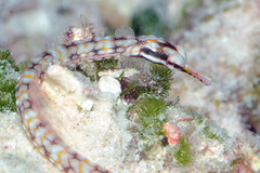 Corythoichthys conspicillatus