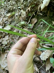 Carex blanda
