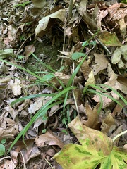 Carex blanda