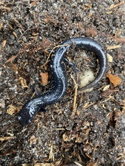 Plethodon chlorobryonis