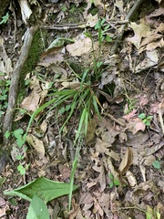 Carex blanda
