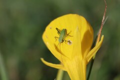 Odontura glabricauda