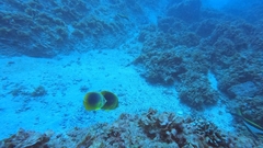 Chaetodon aureofasciatus