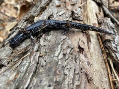 Plethodon chlorobryonis