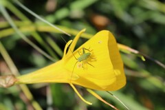 Odontura glabricauda