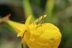 Odontura glabricauda