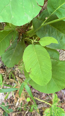 Magnolia acuminata