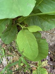 Magnolia acuminata