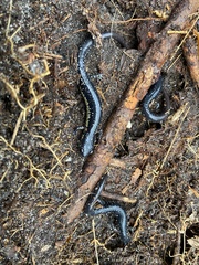 Plethodon chlorobryonis