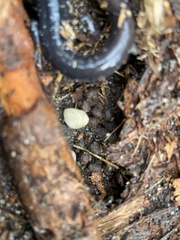 Plethodon chlorobryonis