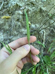 Carex blanda