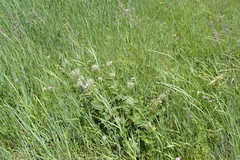 Clematis integrifolia